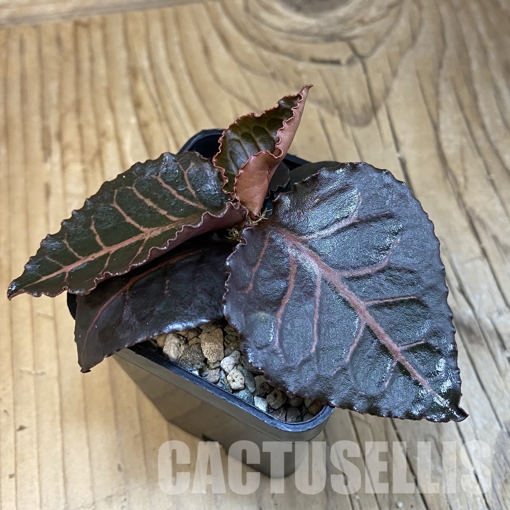 SH32119 Euphorbia francoisii hybrid - Зображення 2