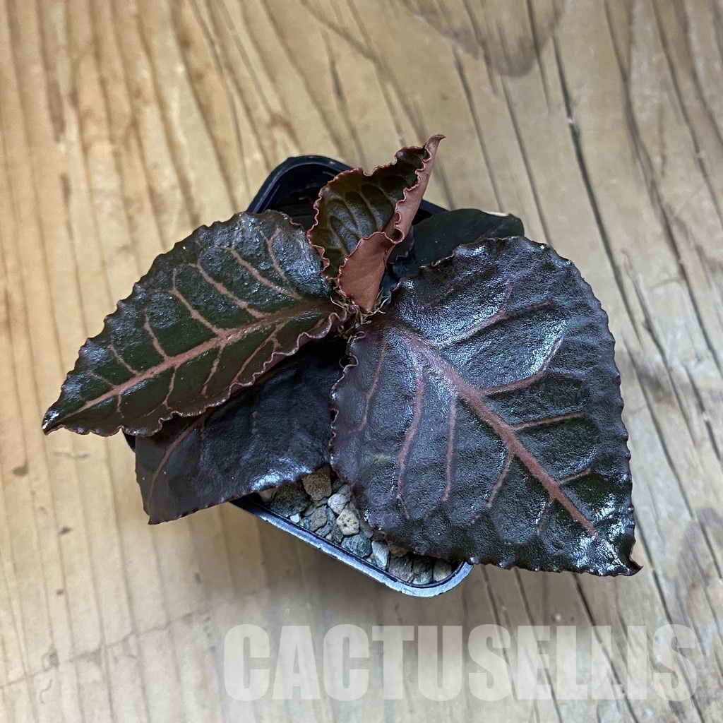 SH32119 Euphorbia francoisii hybrid - Зображення 3