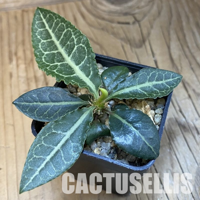 SH32120 Euphorbia francoisii hybrid