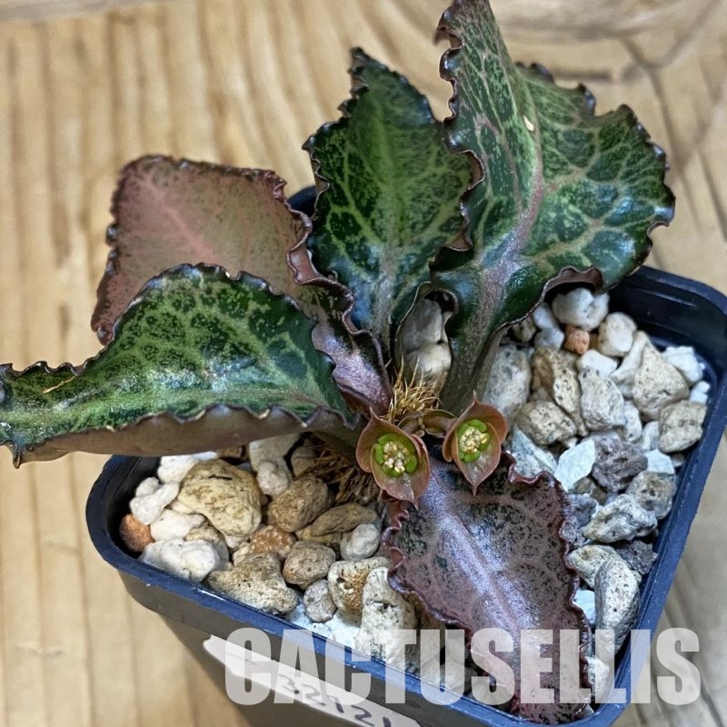 SH32121 Euphorbia francoisii hybrid