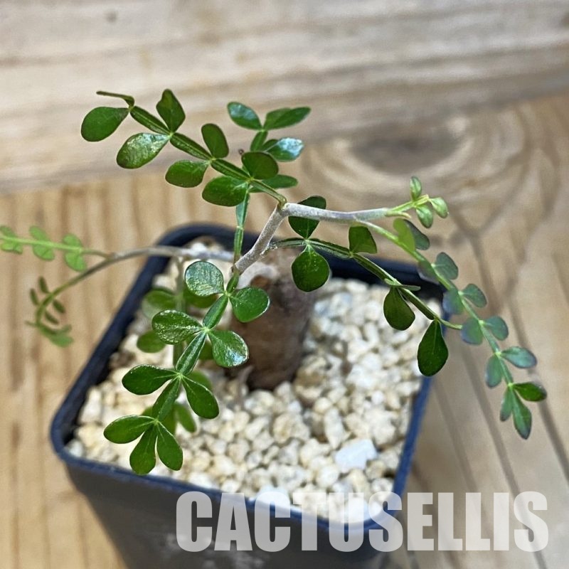 SH32122 Operculicarya pachypus