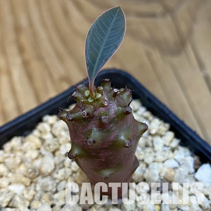 SH32123 Euphorbia pachypodioides