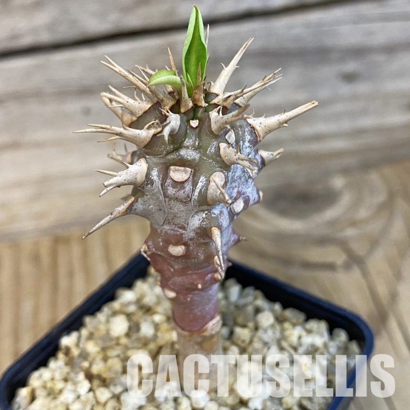 SH32124 Euphorbia viguieri