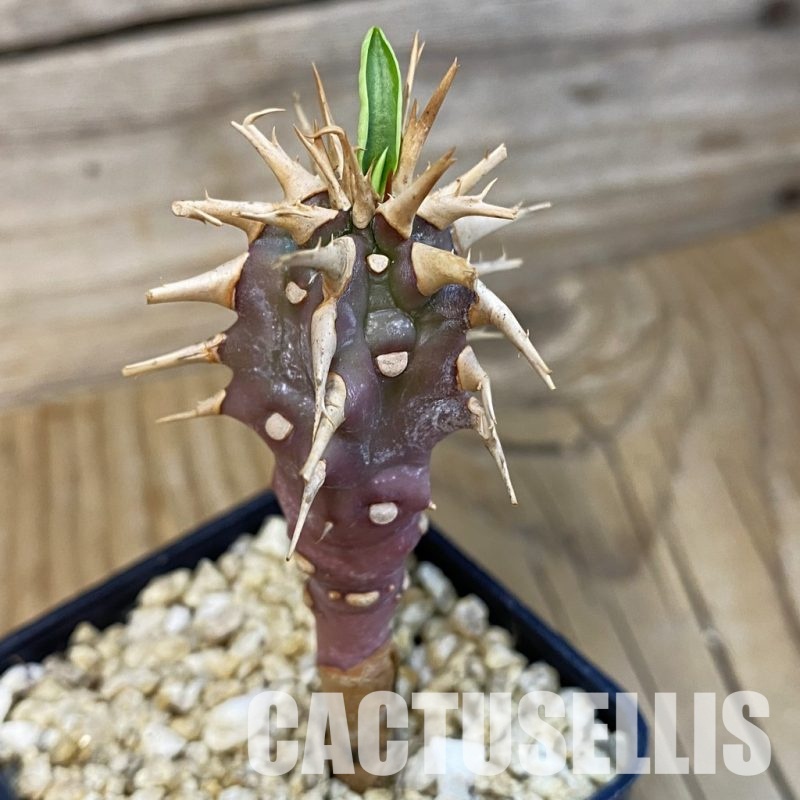 SH32125 Euphorbia viguieri