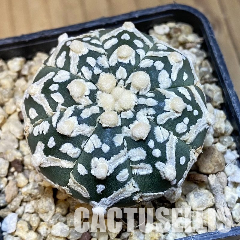 SH32079 Astrophytum asterias ‘Super Kabuto’ V-type f. nudum