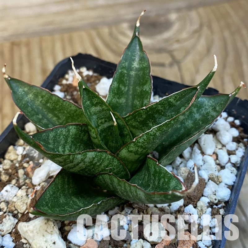 SH32128 Sansevieria ‘Dragon Scale’