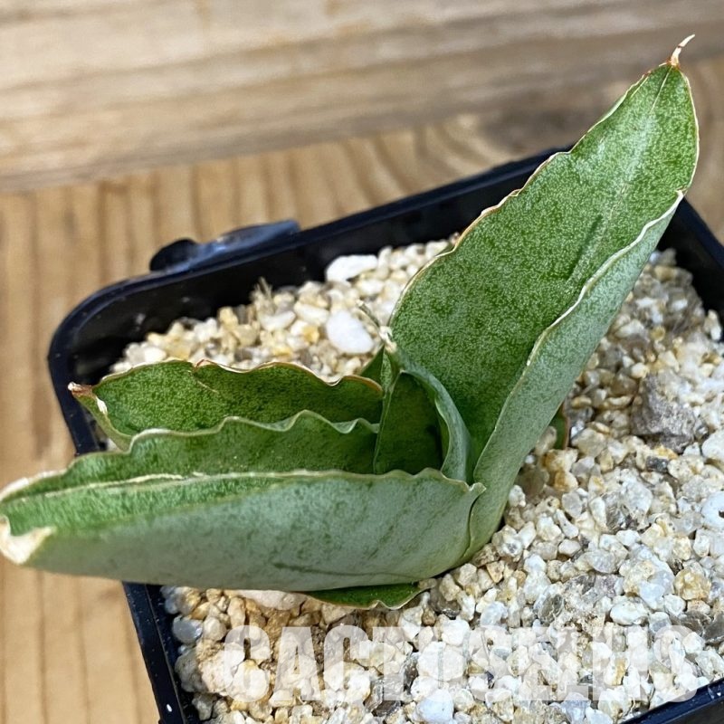 SH32129 Sansevieria ‘Rugby’