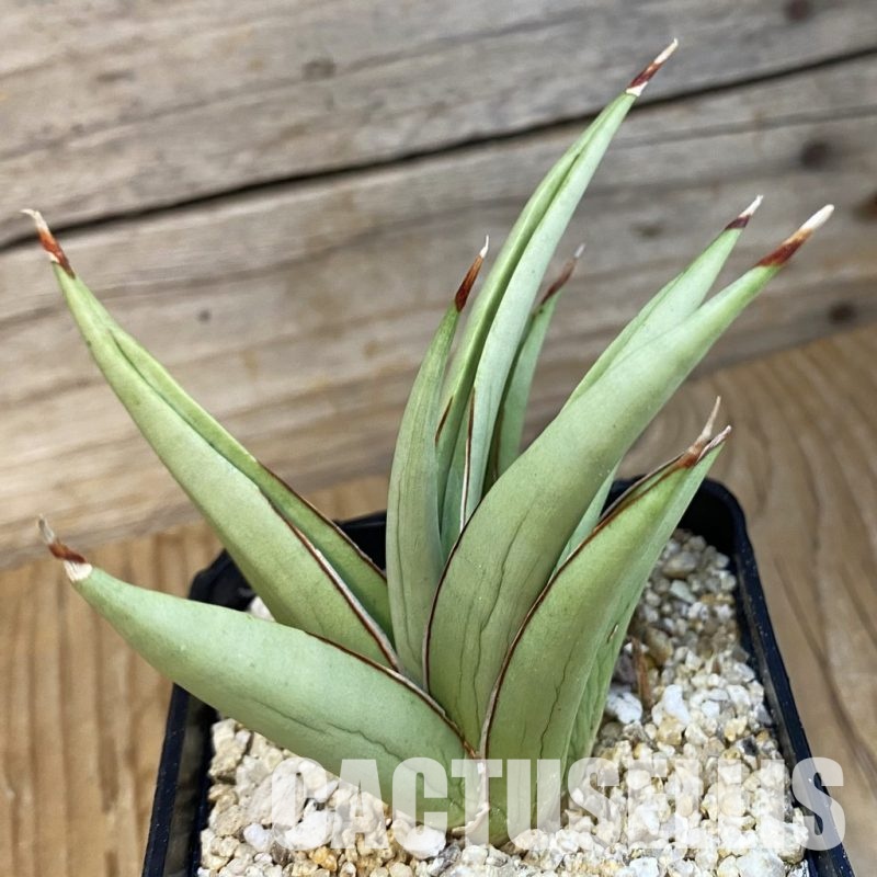 SH32130 Sansevieria ‘Frozen Throne’