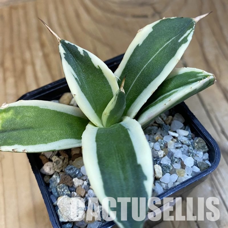 SH32131 Agave titanota f.variegata