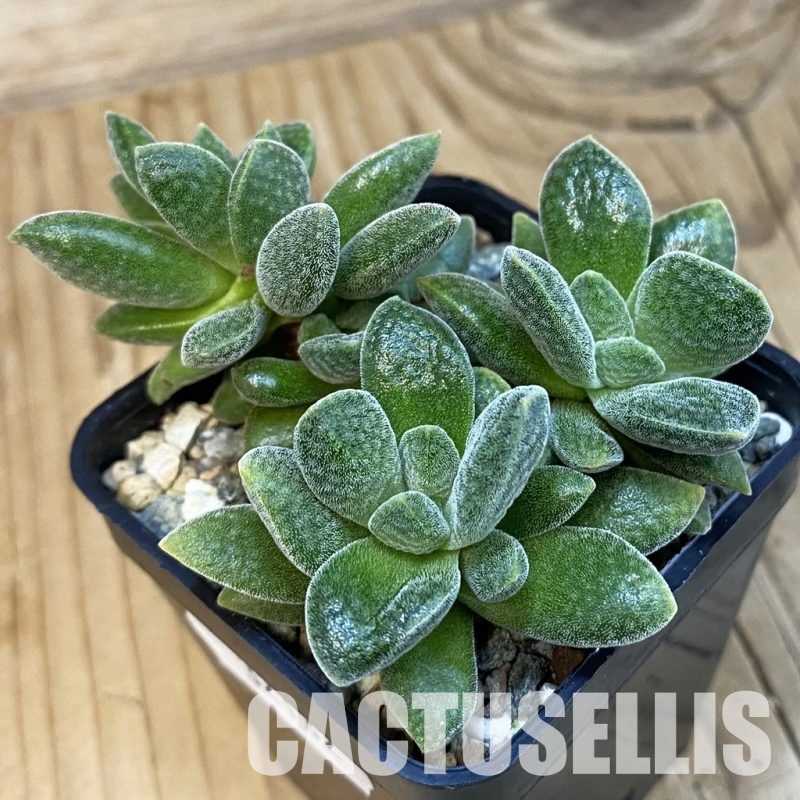 SH32132 Crassula tecta hybrid