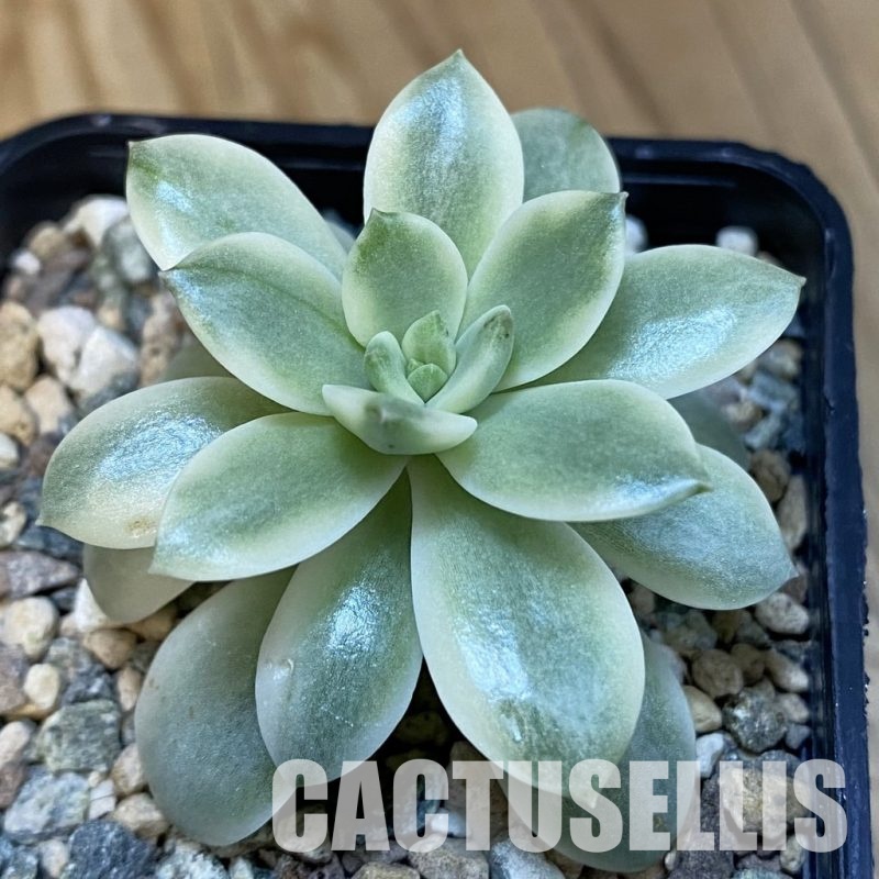 SH32133 Echeveria 'Lemon Lime' hybrid f. variegata