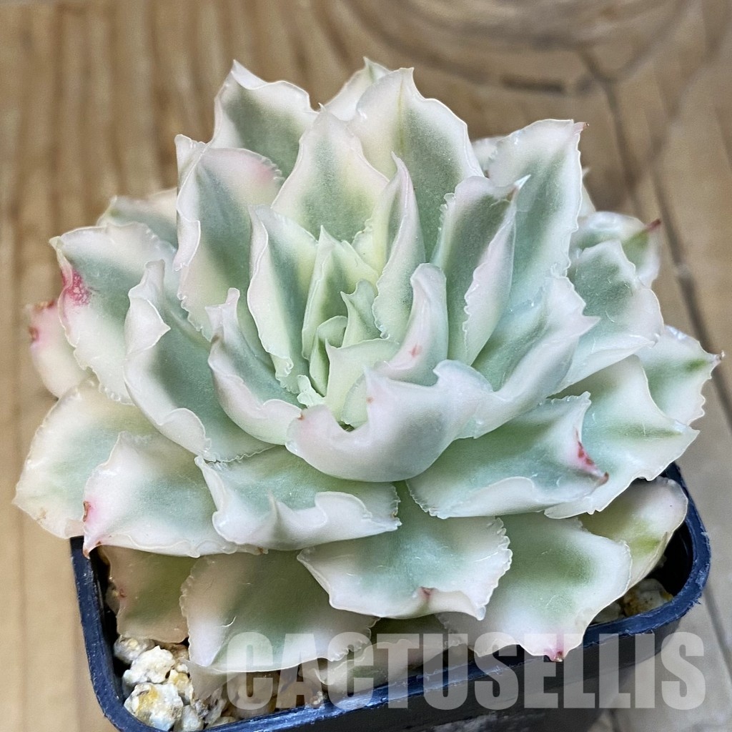 SH32136 Echeveria 'Purple Butterfly' f. variegata