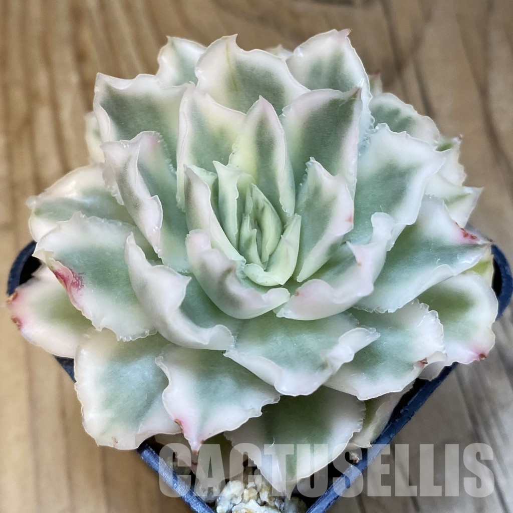 SH32136 Echeveria 'Purple Butterfly' f. variegata - Image 2