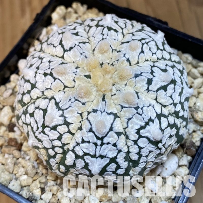 SH32074 Astrophytum asterias ‘Super Kabuto’ V-type