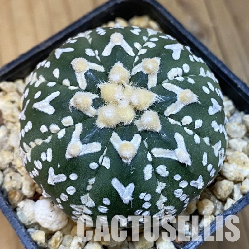 SH32080 Astrophytum asterias ‘Super Kabuto’ V-type f. nudum