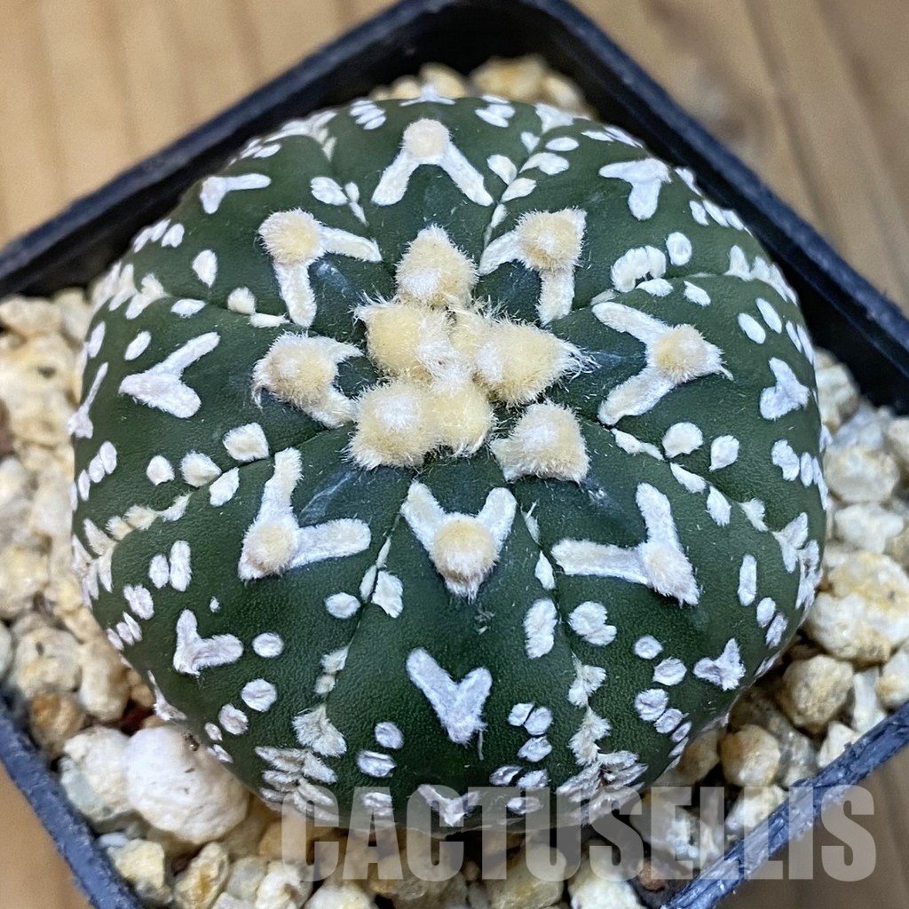SH32080 Astrophytum asterias ‘Super Kabuto’ V-type f. nudum