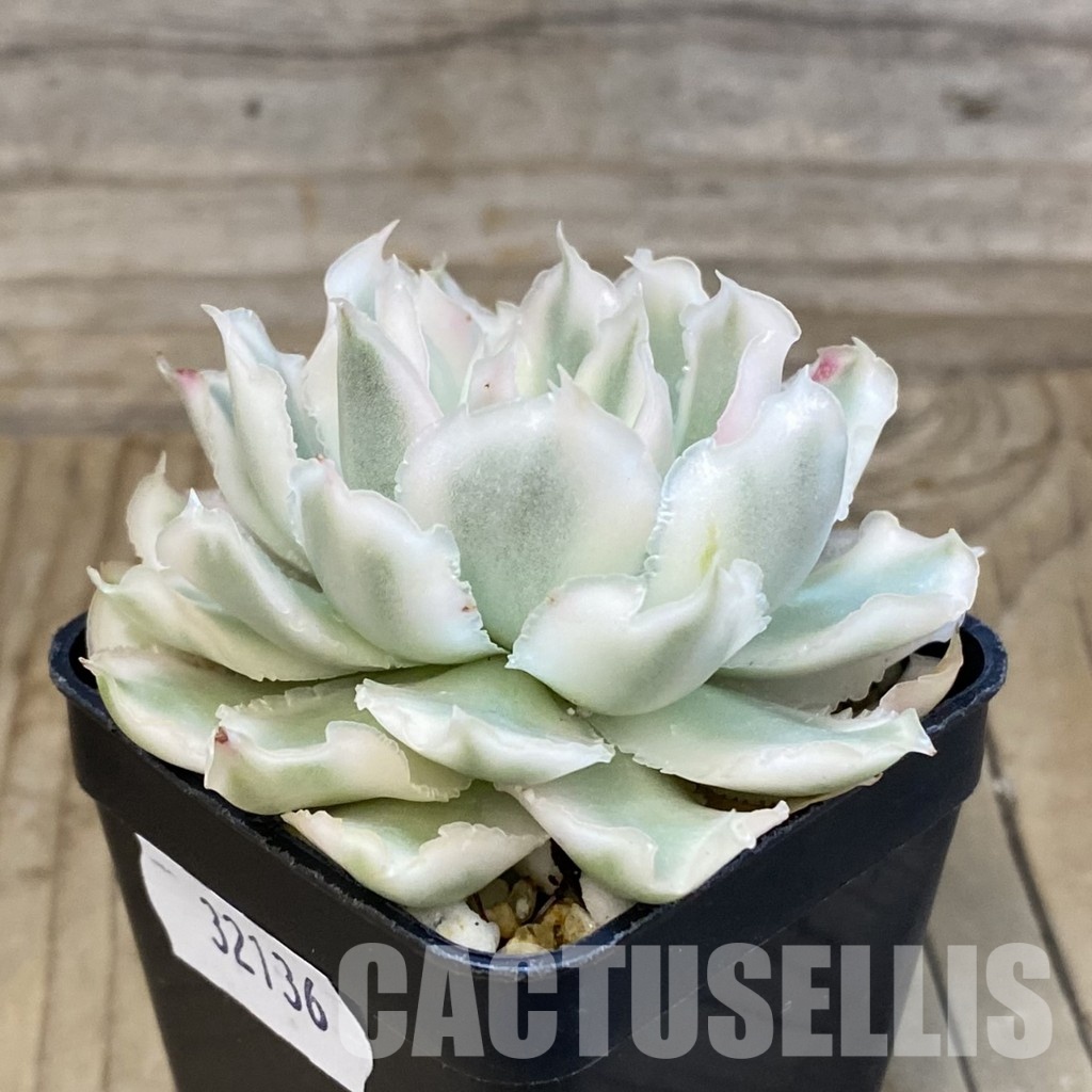SH32136 Echeveria 'Purple Butterfly' f. variegata - Image 3