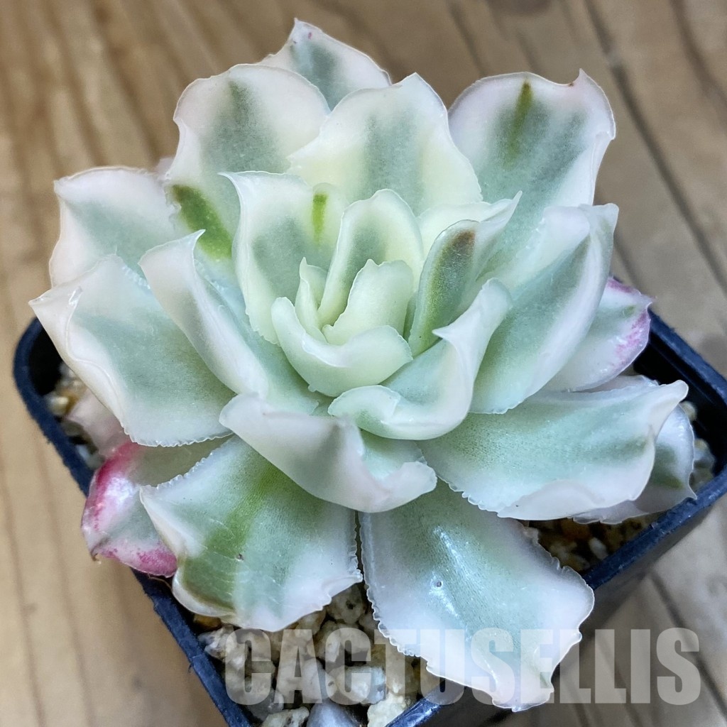 SH32137 Echeveria 'Purple Butterfly' f. variegata - Image 2