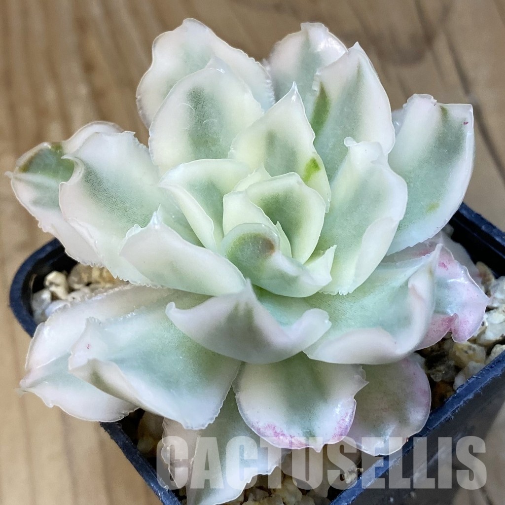 SH32137 Echeveria 'Purple Butterfly' f. variegata