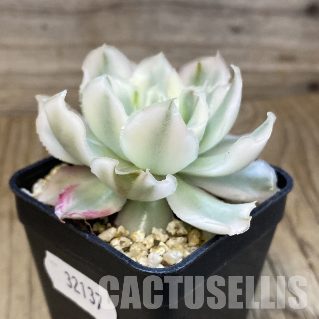 SH32137 Echeveria 'Purple Butterfly' f. variegata - Image 3