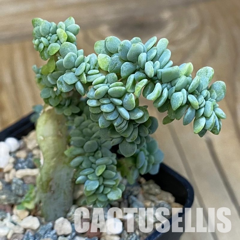 SH32138 Echeveria amoena f. cristata