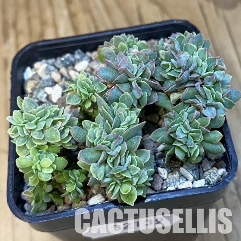SH32139 Echeveria 'Trumpet Pinky' f. cristata