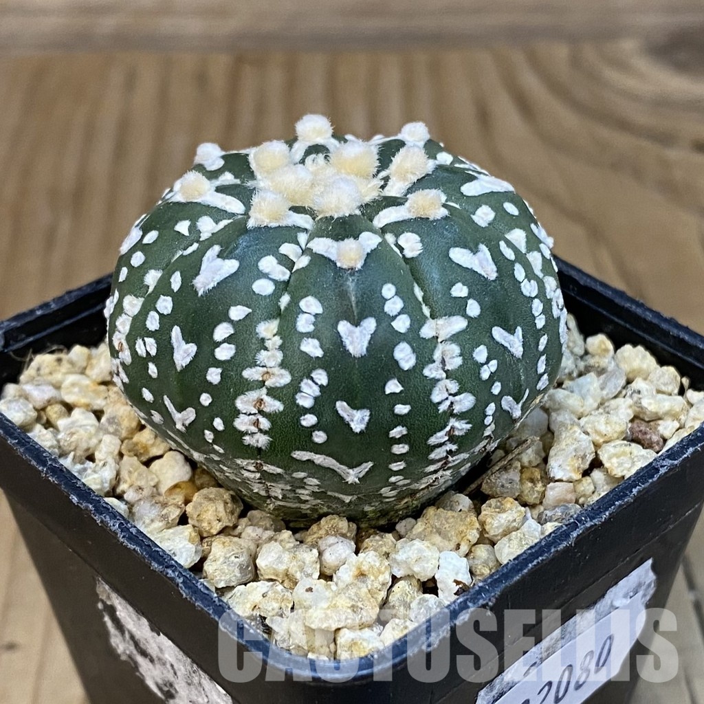 SH32080 Astrophytum asterias ‘Super Kabuto’ V-type f. nudum - Imagen 2