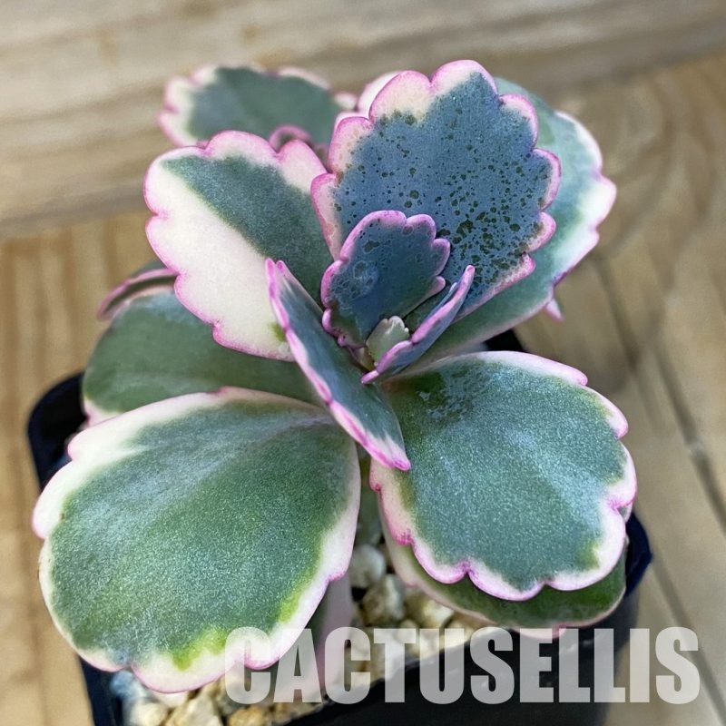 SH32140 Kalanchoe fedtschenkoi f. variegata