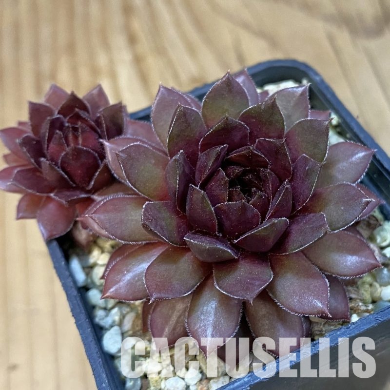 SH32141 Sempervivum Dr. Fritz Köhlein (cold-resistant)