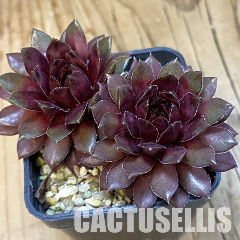 SH32142 Sempervivum Dr. Fritz Köhlein (cold-resistant)