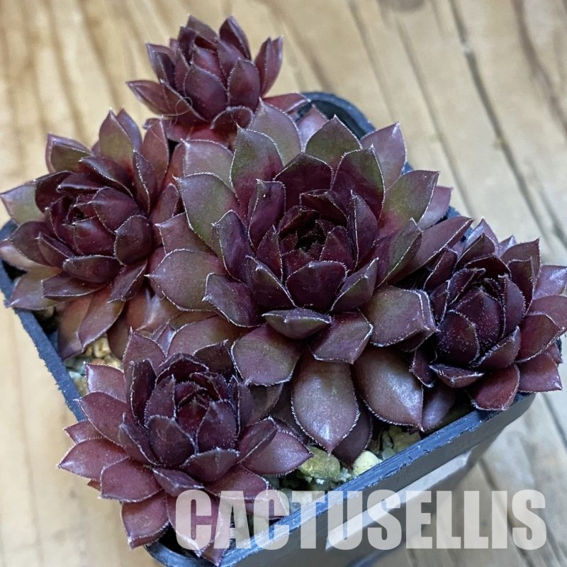 SH32143 Sempervivum Dr. Fritz Köhlein (cold-resistant)