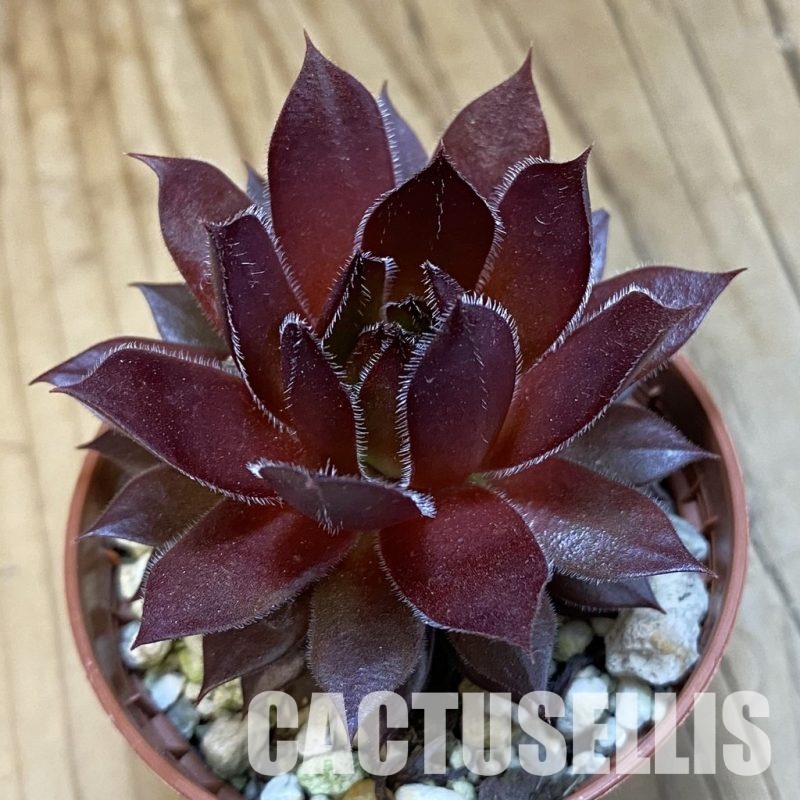 SH32144 Sempervivum 'Red Devil' (cold-resistant)