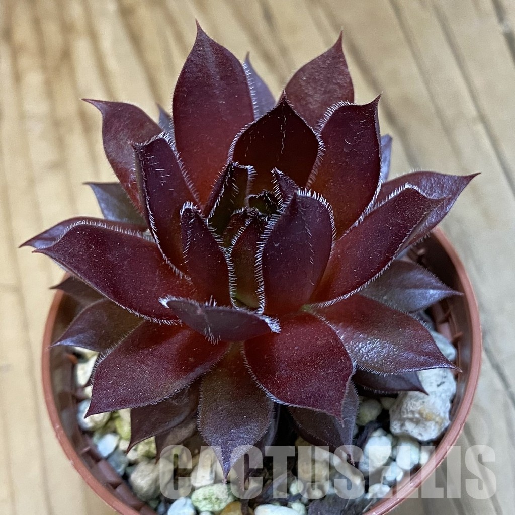 SH32144 Sempervivum 'Red Devil' (cold-resistant)