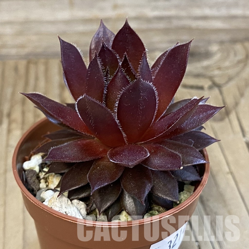 SH32144 Sempervivum 'Red Devil' (cold-resistant) - Image 2
