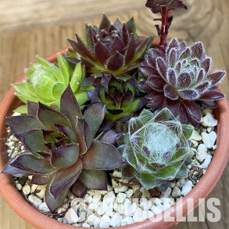 SH32145 Sempervivum mix (cold-resistant)