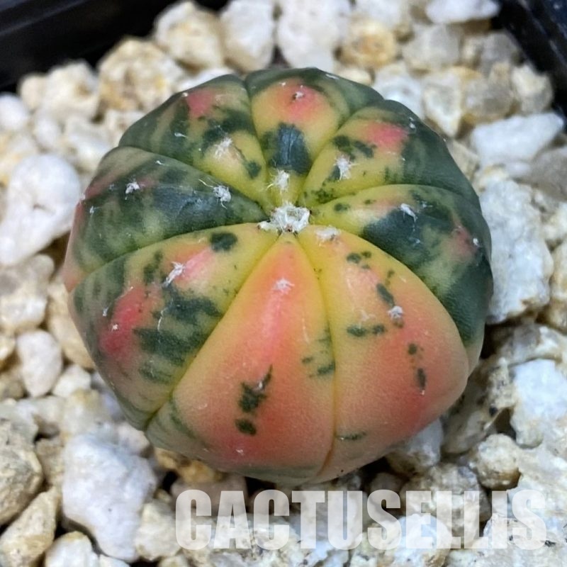 SH32081 Astrophytum asterias ‘Red Purple Skin’ f. variegata