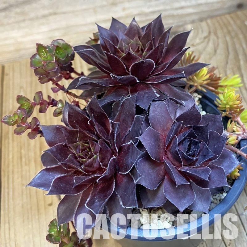 SH32147 Sempervivum 'Bronco' (cold-resistant)