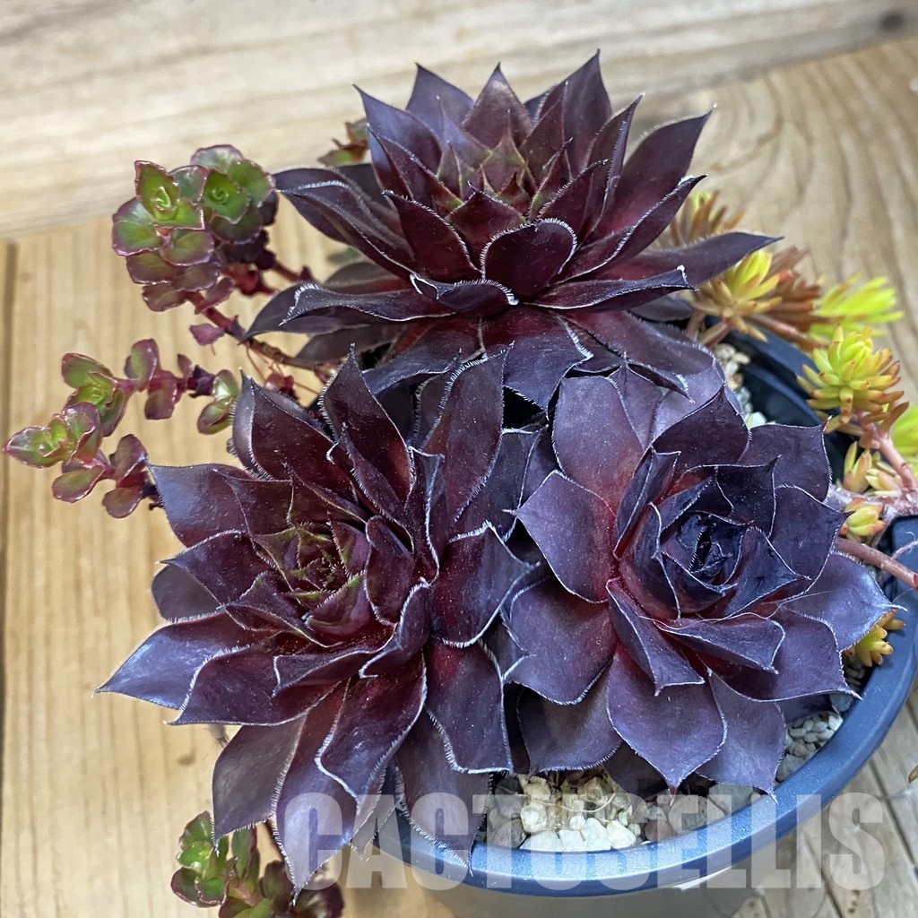 SH32147 Sempervivum 'Bronco' (cold-resistant)