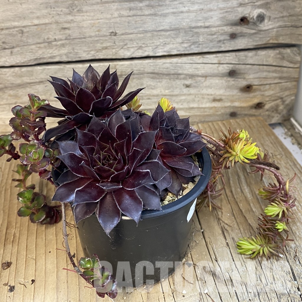 SH32147 Sempervivum 'Bronco' (cold-resistant) - Image 2