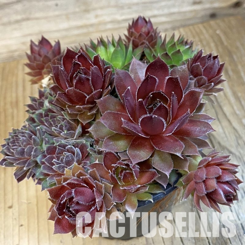 SH32148 Sempervivum mix (cold-resistant)