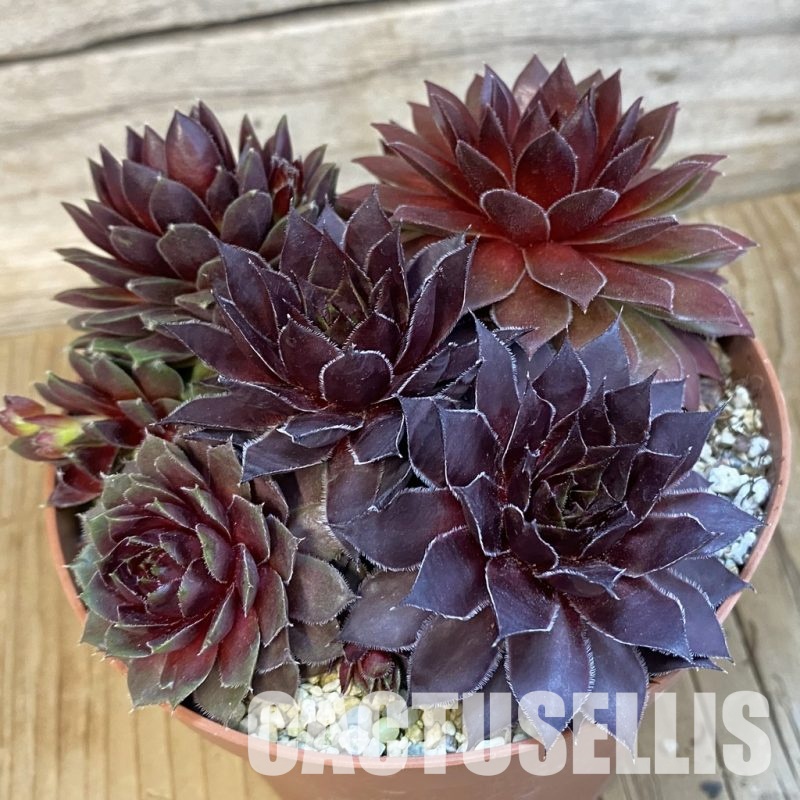 SH32149 Sempervivum mix (cold-resistant)