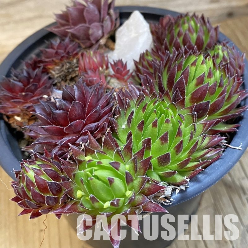 SH32150 Sempervivum mix (cold-resistant)