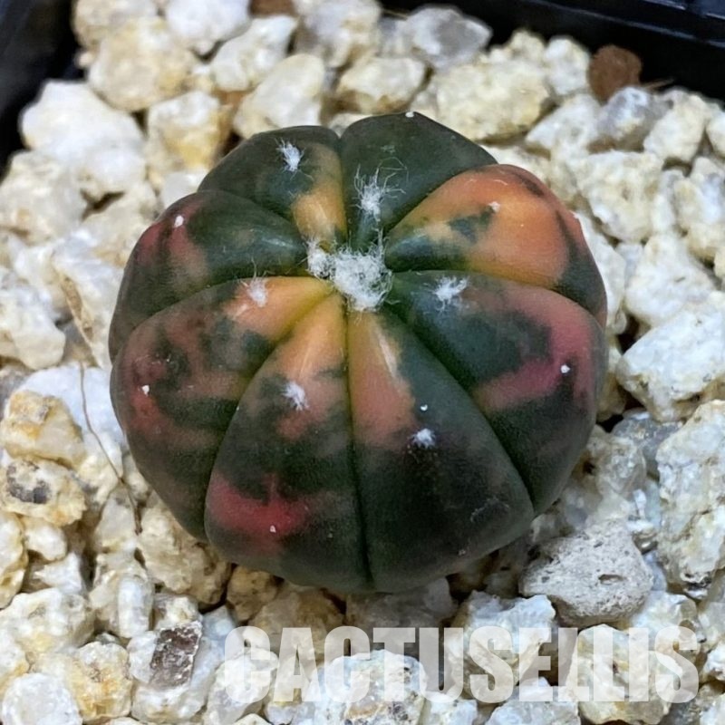SH32082 Astrophytum asterias ‘Red Purple Skin’ f. variegata