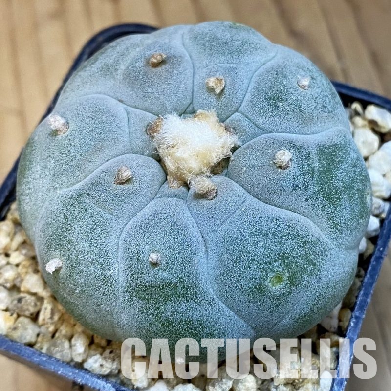 SH32083 Anhalonium frichii ‘Yatagai’ hybrid, seedling, own roots