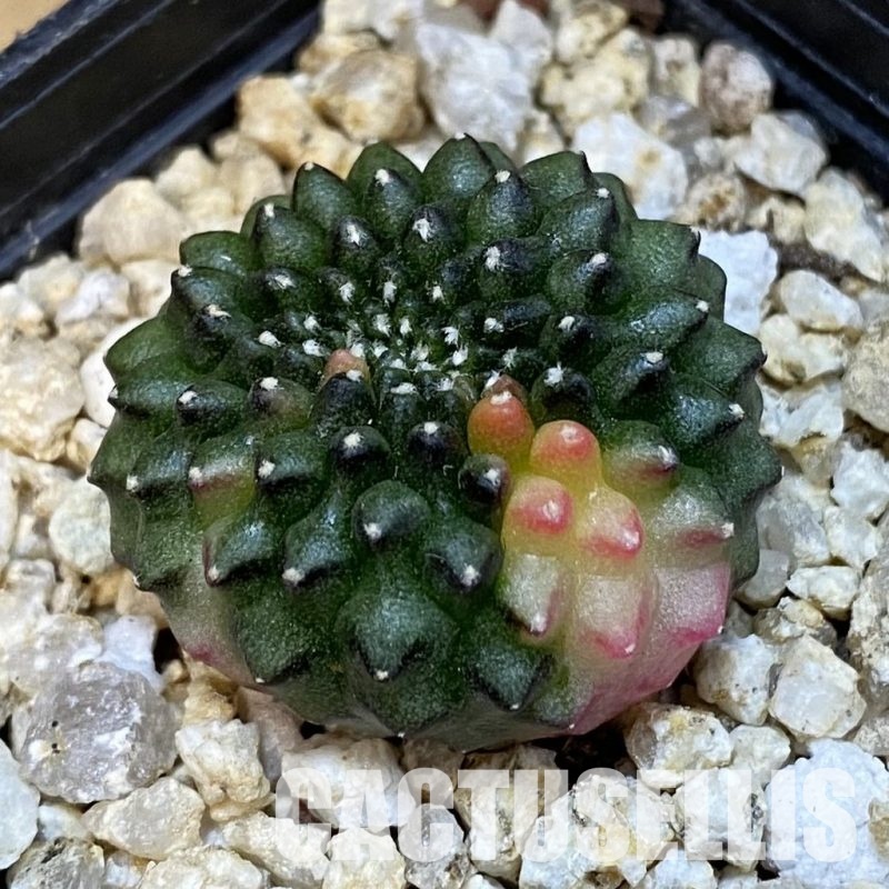SH32084 Gymnocalycium mihanovichii ‘inermis’ f. variegata