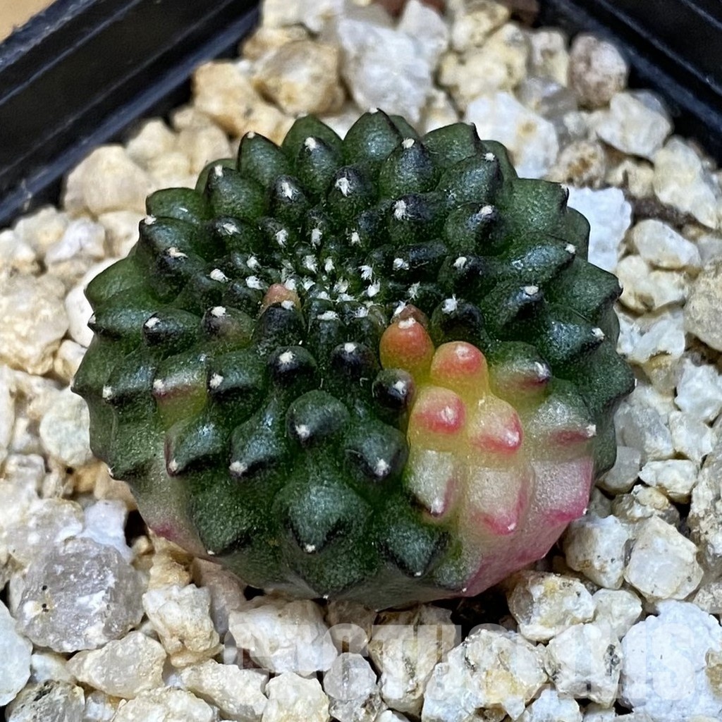 SH32084 Gymnocalycium mihanovichii ‘inermis’ f. variegata