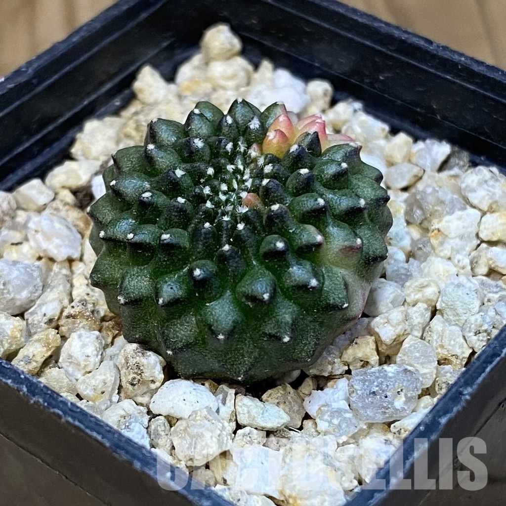 SH32084 Gymnocalycium mihanovichii ‘inermis’ f. variegata - Imagen 2