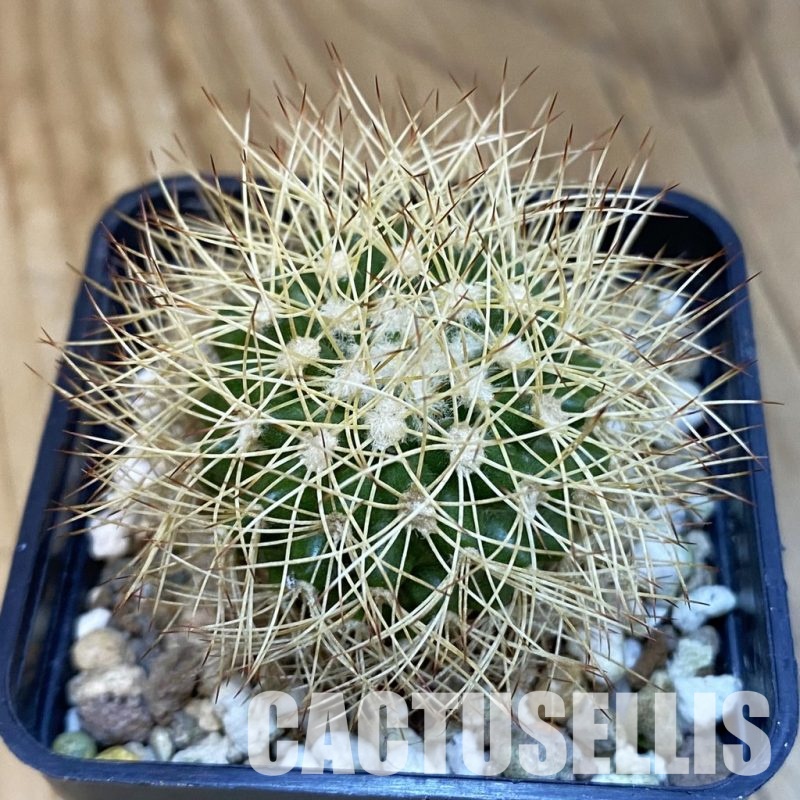 SH32085 Discocactus horstiorum MH 738, own roots