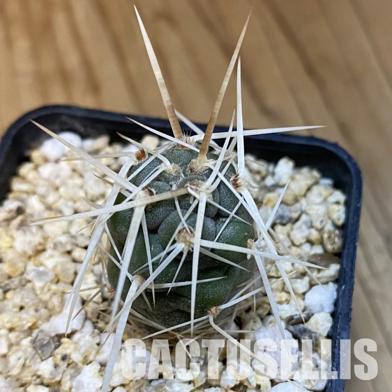 SH32086 Tephrocactus fiambalensis, seedling