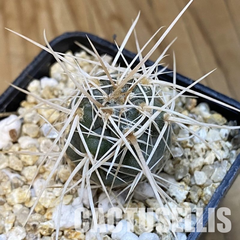 SH32087 Tephrocactus fiambalensis, seedling